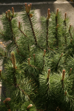 Pinus mugo RCP4-2015 076.JPG